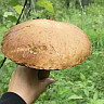 Саратовцы собирают грибы-гиганты на Кумысной поляне 